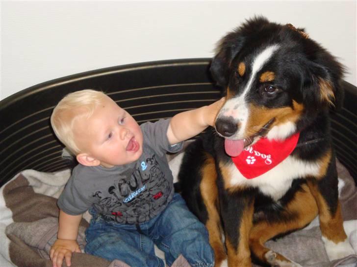 Berner sennenhund Atilla billede 4
