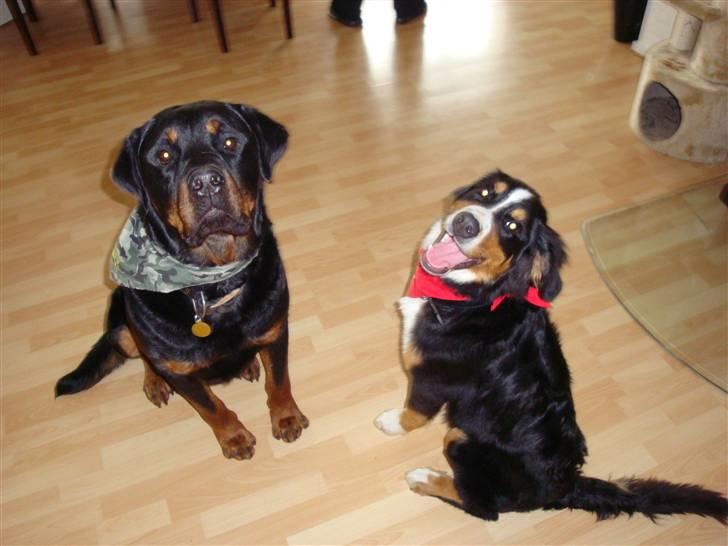 Berner sennenhund Atilla billede 5