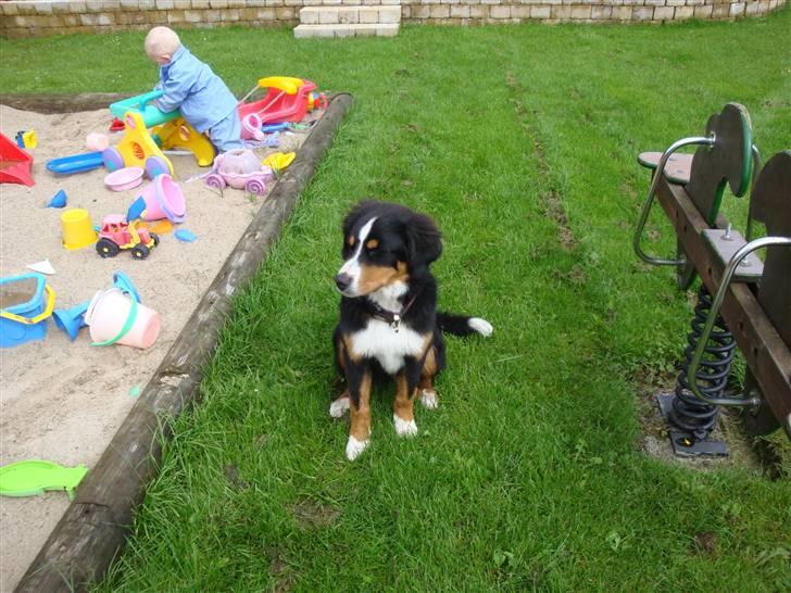 Berner sennenhund Atilla billede 6