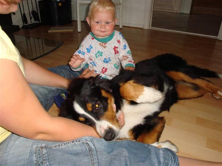 Berner sennenhund Atilla billede 7