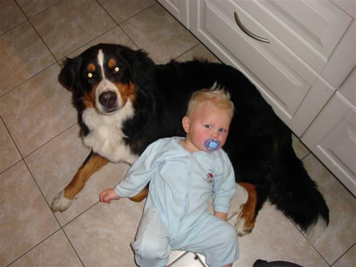 Berner sennenhund Atilla billede 10