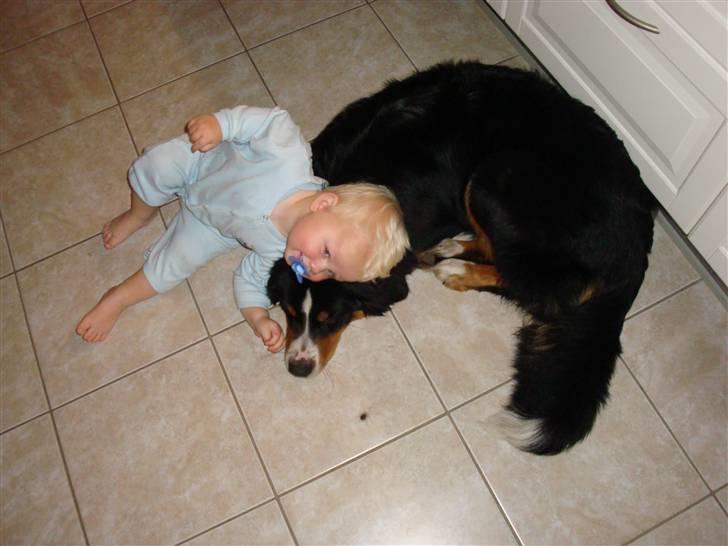 Berner sennenhund Atilla billede 11