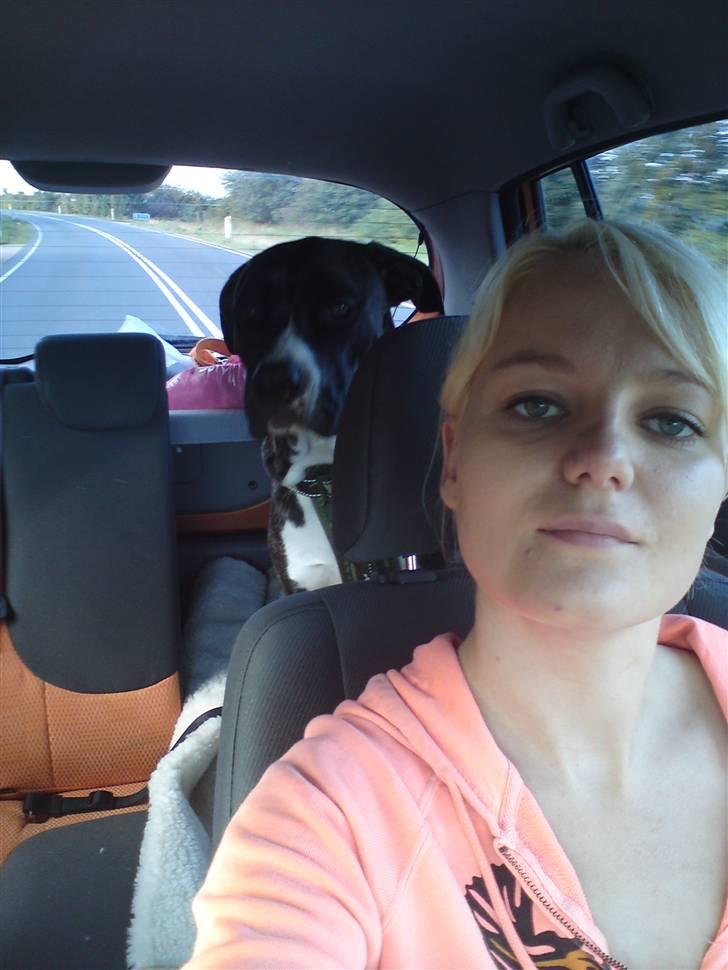 Blanding af racer Medina " Miss diva" billede 20