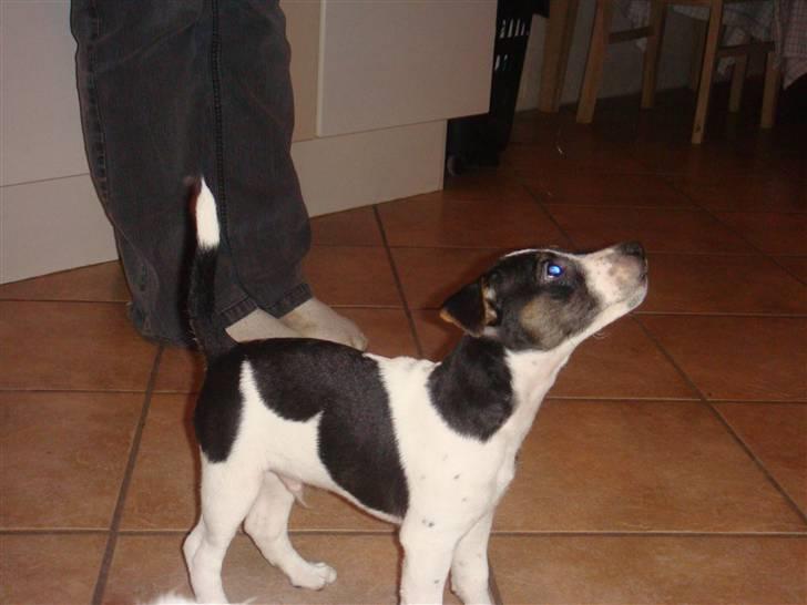Jack russell terrier Lykkebo's Troy - Får jeg mon en godbid ? billede 2