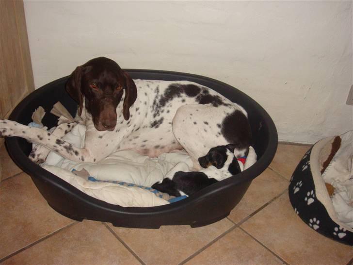 Jack russell terrier Lykkebo's Troy - Der er vel altid plads til en til billede 4