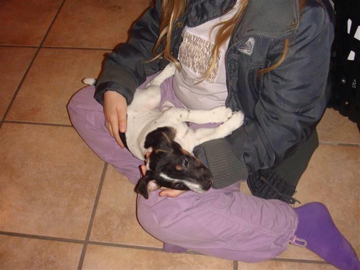 Jack russell terrier Lykkebo's Troy - Nu bliver jeg altså nød til at sove billede 5