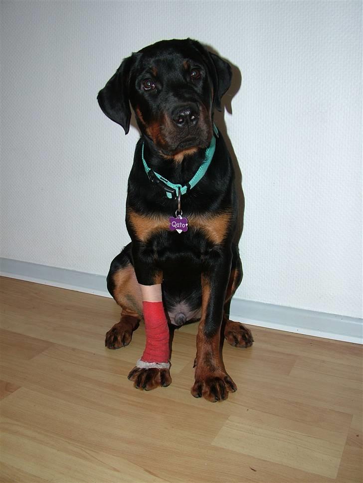 Rottweiler Qato - Charmerende... Altid billede 15