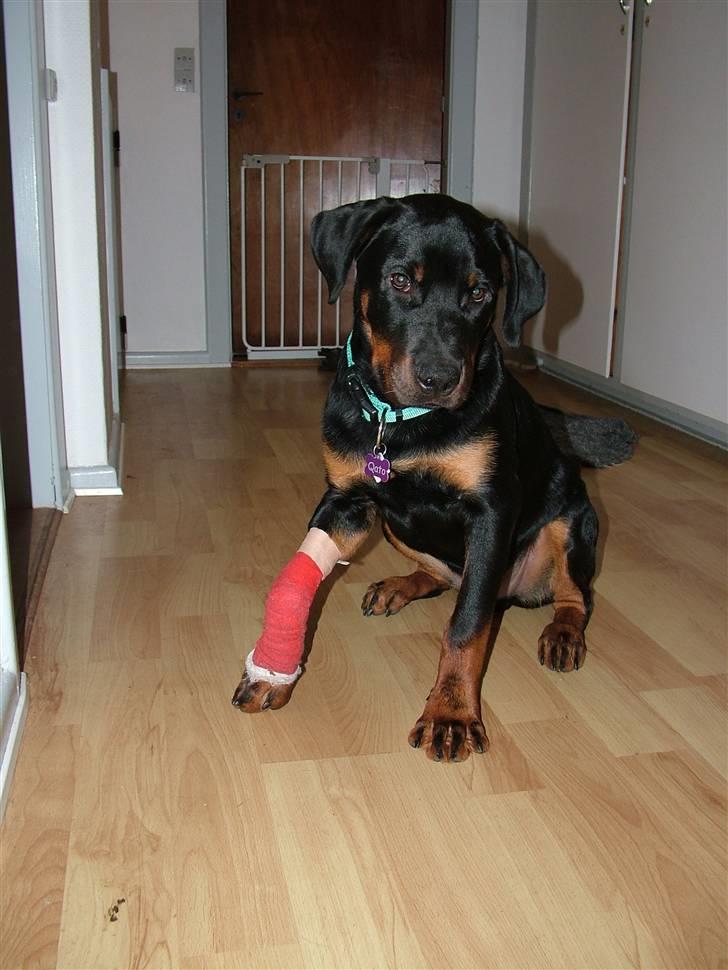 Rottweiler Qato billede 16