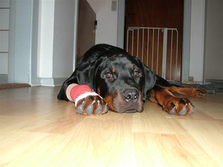 Rottweiler Qato - Det er hårdt at være hund billede 17