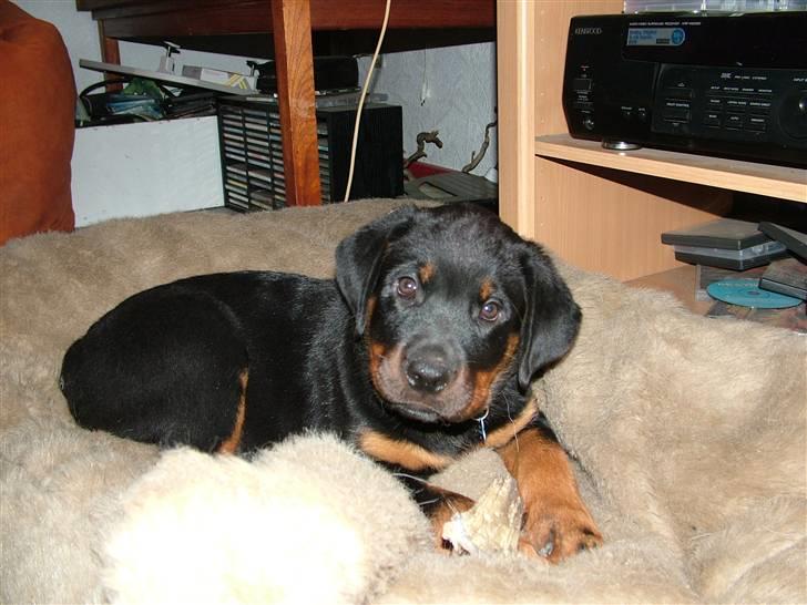 Rottweiler Qato billede 18