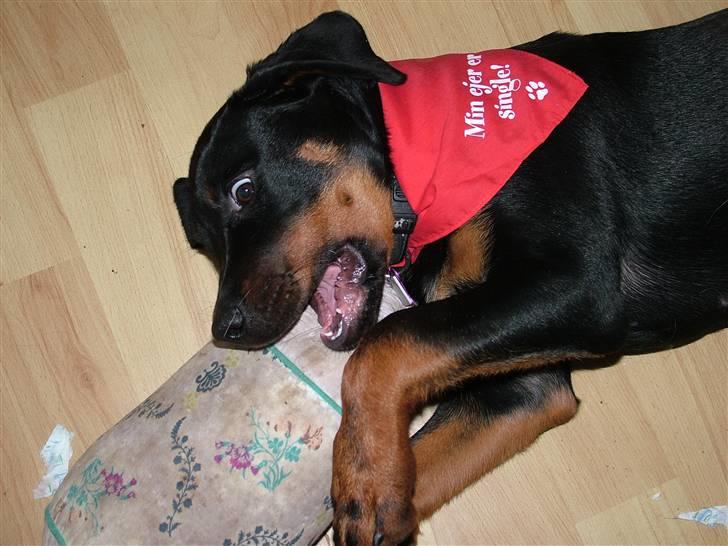Rottweiler Qato - Ude på ballade billede 19
