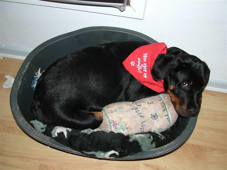 Rottweiler Qato - Moar ved godt det er kattenes kurv men de hugger oss min... billede 20