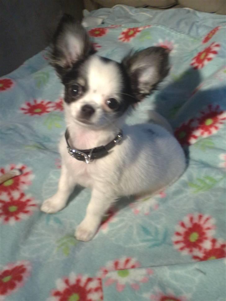 Chihuahua Lilo billede 1