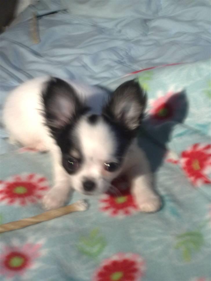 Chihuahua Lilo billede 2