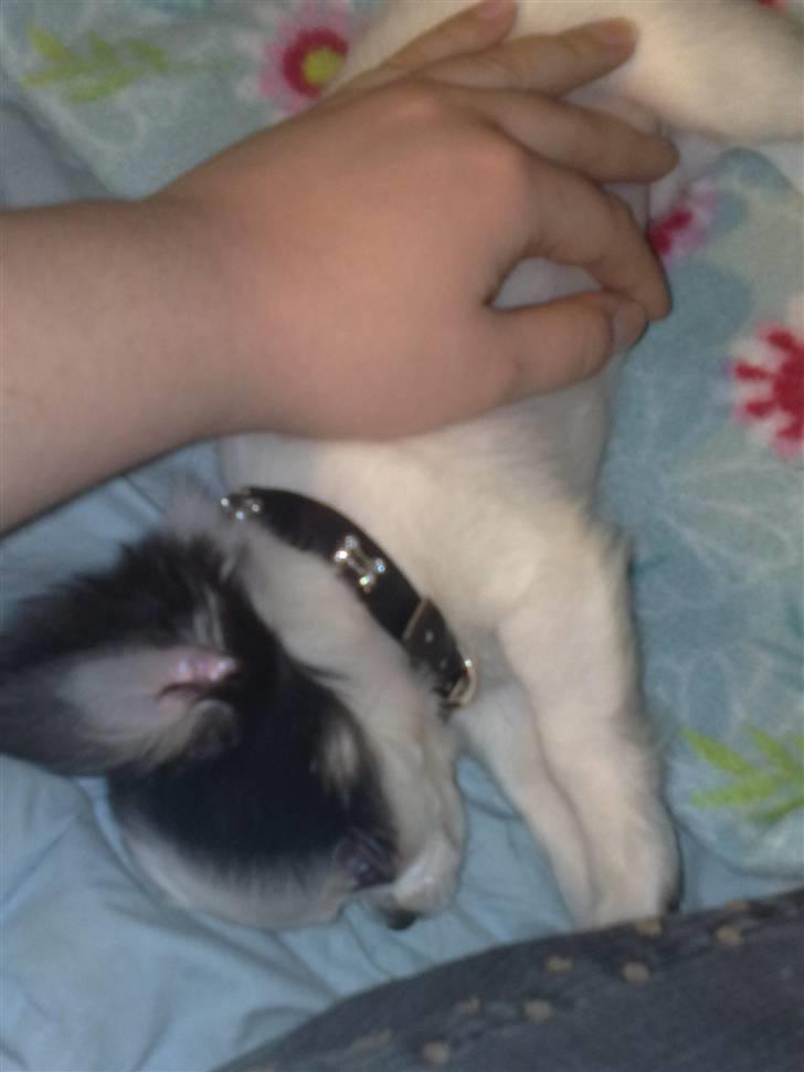 Chihuahua Lilo billede 3