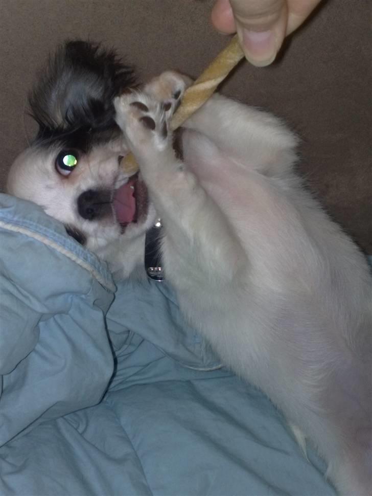 Chihuahua Lilo billede 4