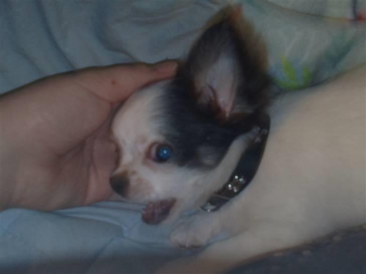 Chihuahua Lilo billede 5