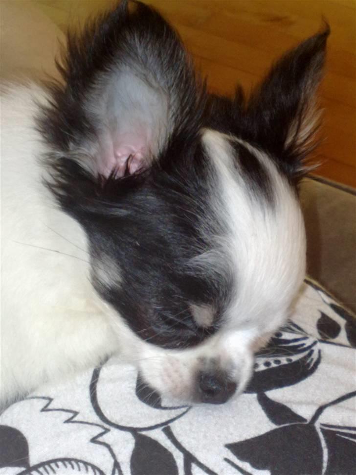 Chihuahua Lilo billede 6