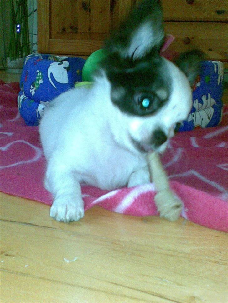 Chihuahua Lilo billede 7