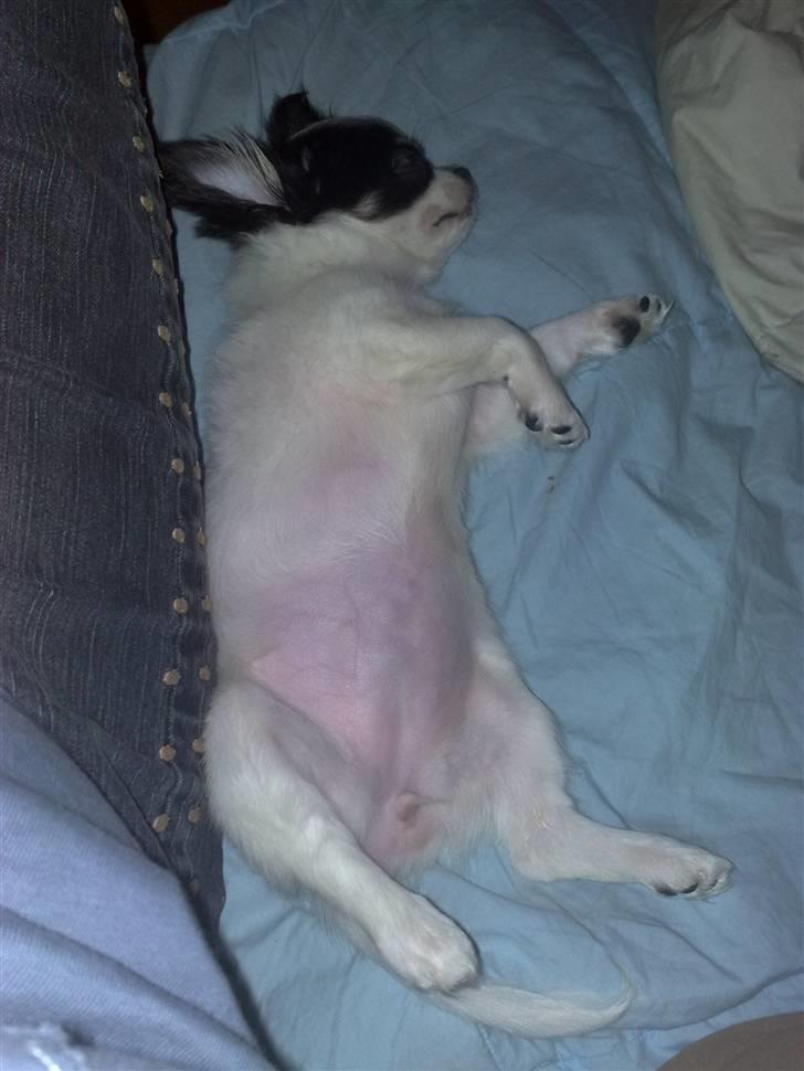 Chihuahua Lilo billede 8