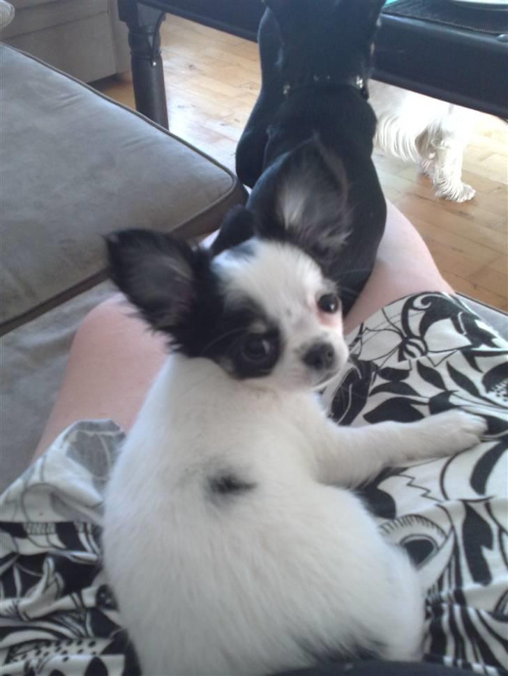 Chihuahua Lilo billede 9