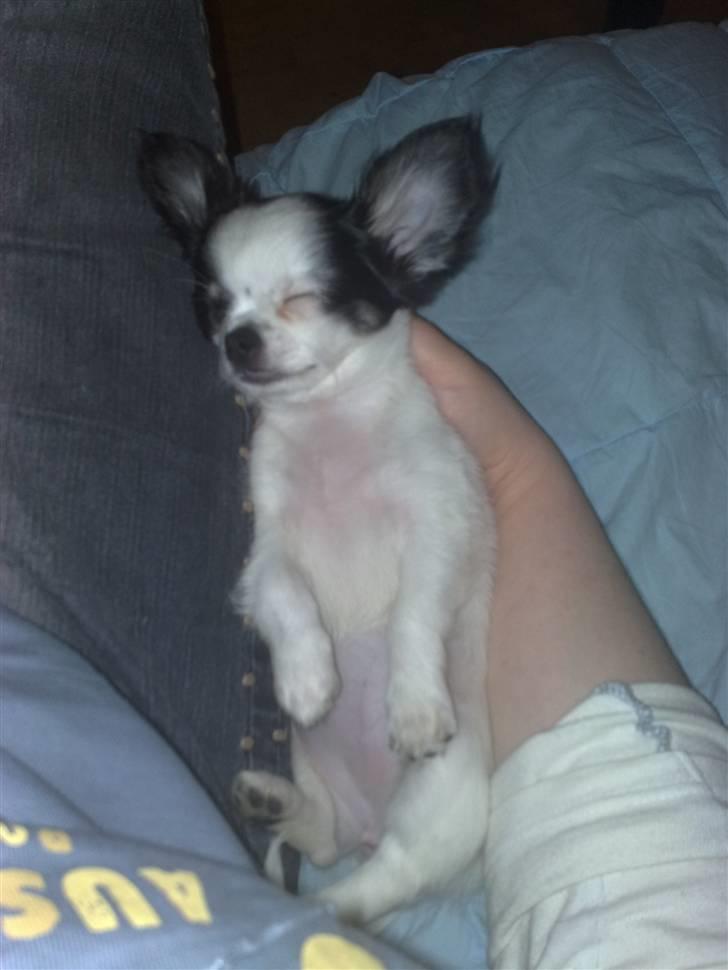 Chihuahua Lilo billede 10