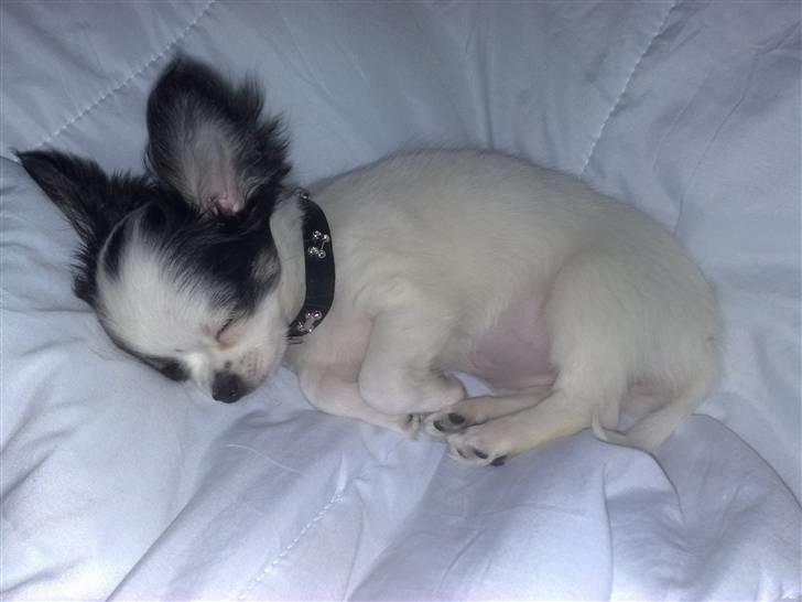 Chihuahua Lilo billede 11