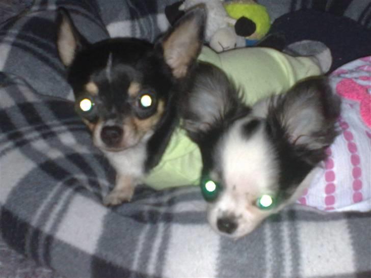 Chihuahua Lilo billede 12