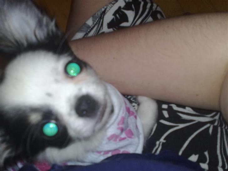 Chihuahua Lilo billede 13