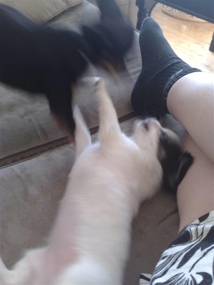 Chihuahua Lilo billede 14