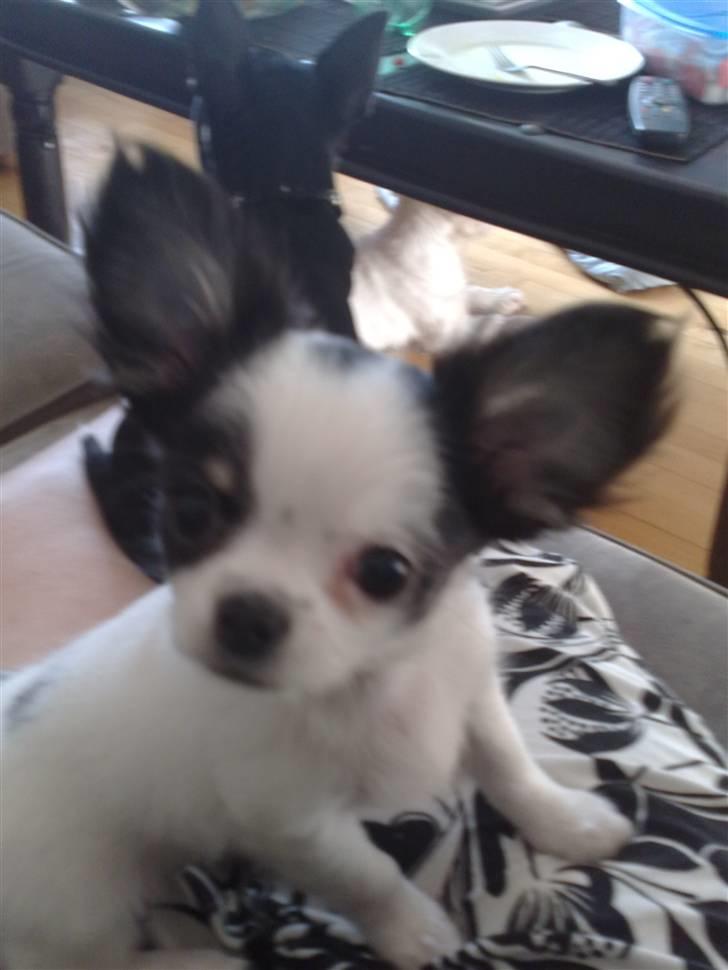 Chihuahua Lilo billede 15