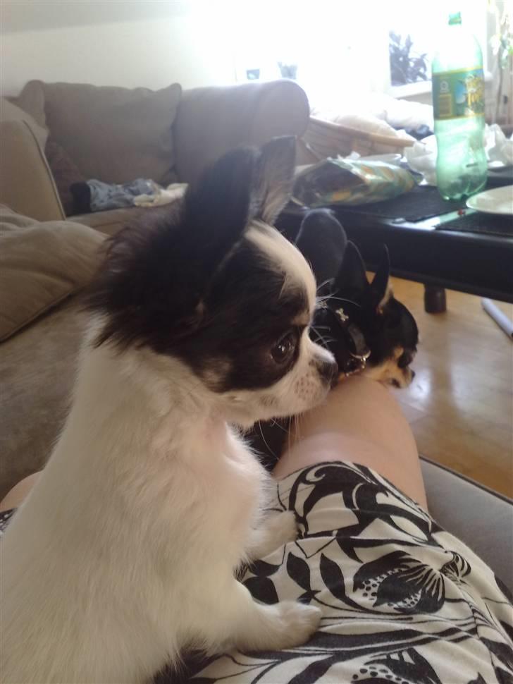 Chihuahua Lilo billede 16