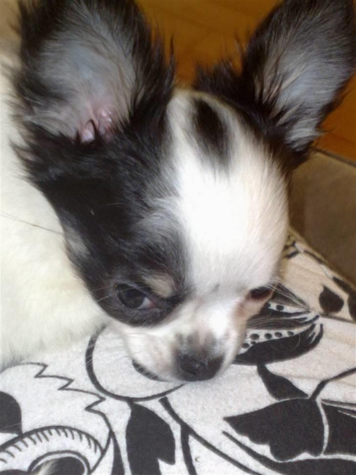 Chihuahua Lilo billede 17