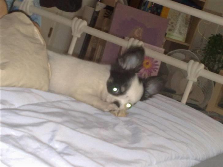 Chihuahua Lilo billede 18