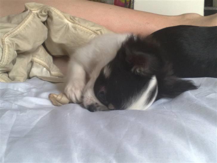 Chihuahua Lilo billede 20