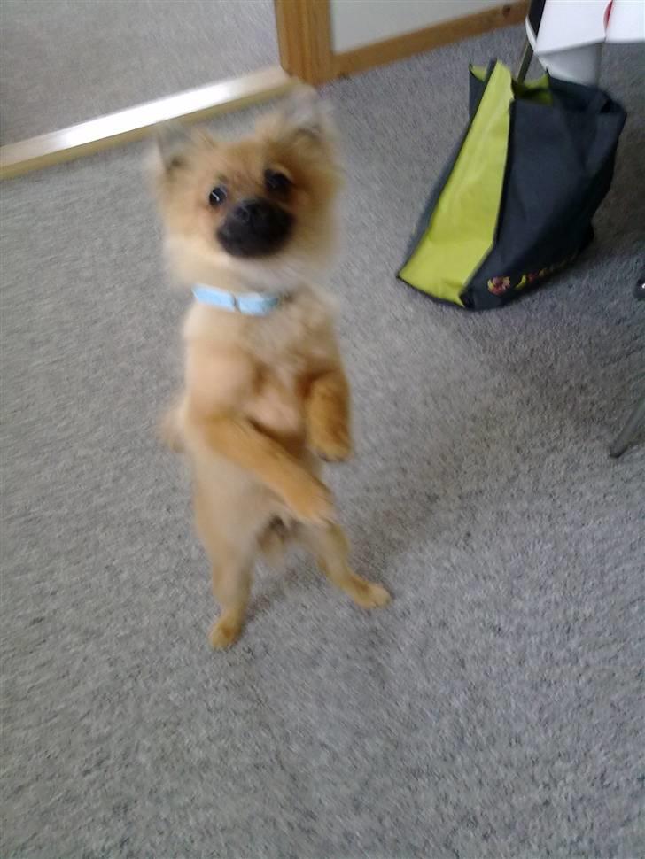 Pomeranian Plet - Er jeg ikk dygtig billede 9
