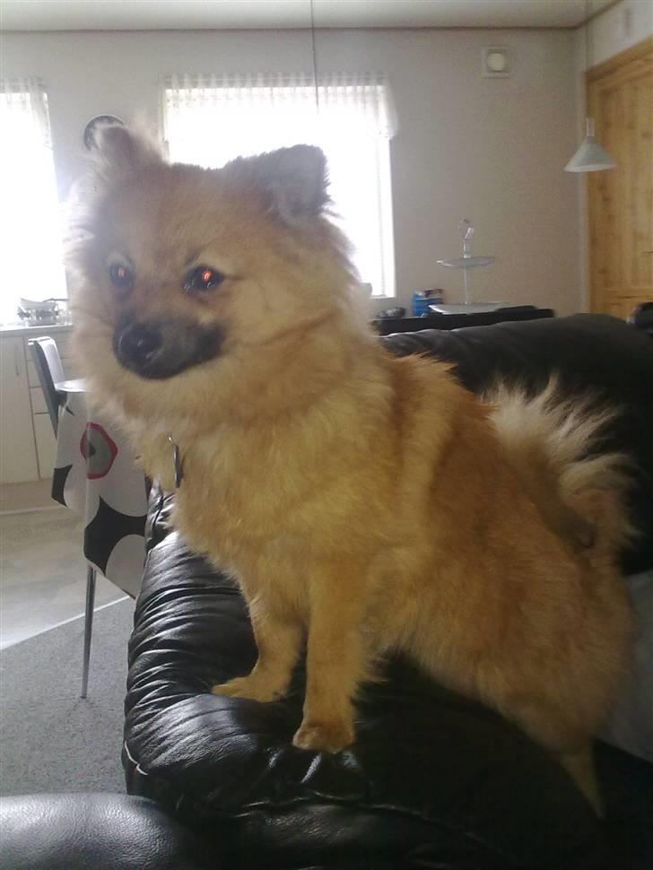 Pomeranian Plet - Skal vi ikke bytte sofa? billede 10