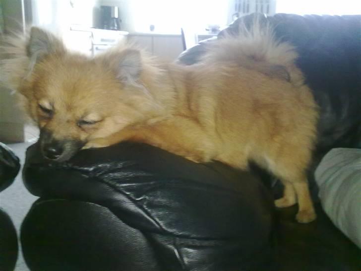 Pomeranian Plet - Powernap (: billede 11