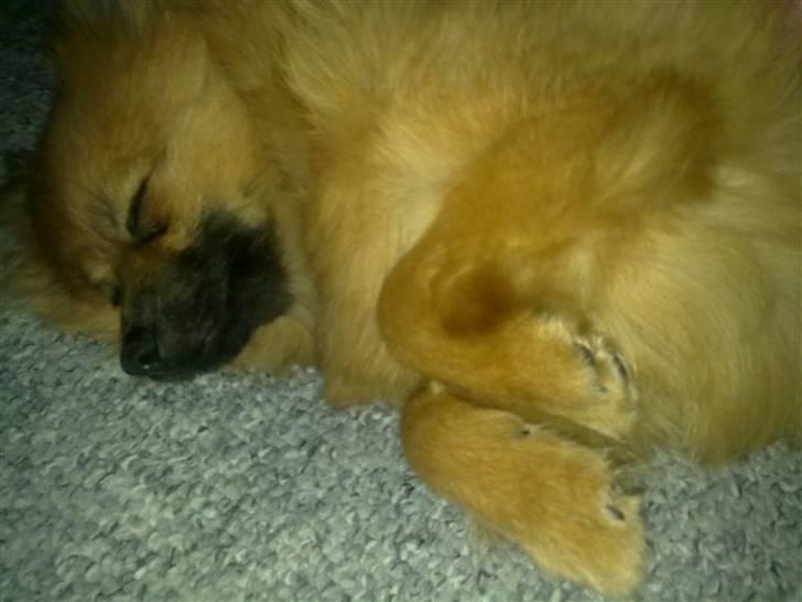 Pomeranian Plet - Klø mig på mavsen  billede 12