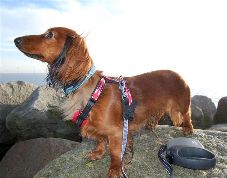 Dværggravhund Cookie billede 2