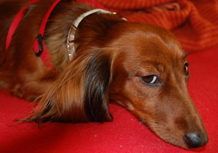 Dværggravhund Cookie billede 4