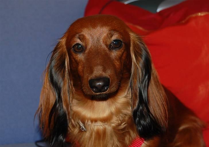 Dværggravhund Cookie billede 5