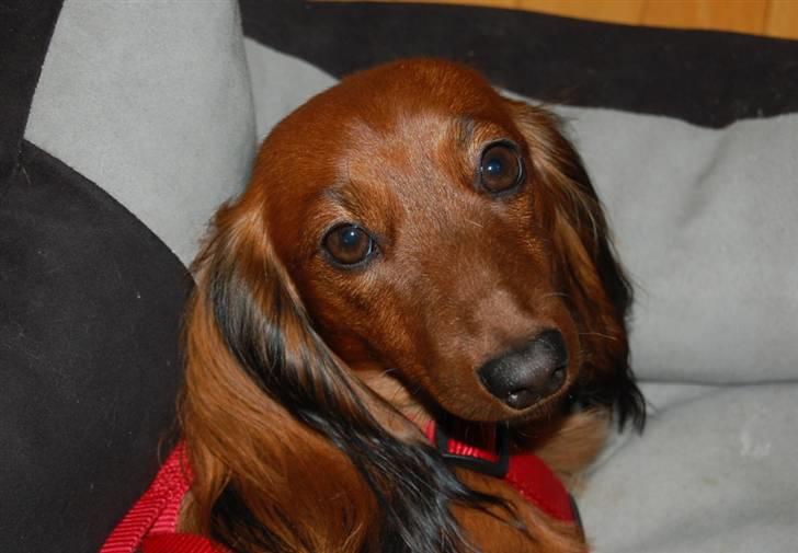 Dværggravhund Cookie billede 6