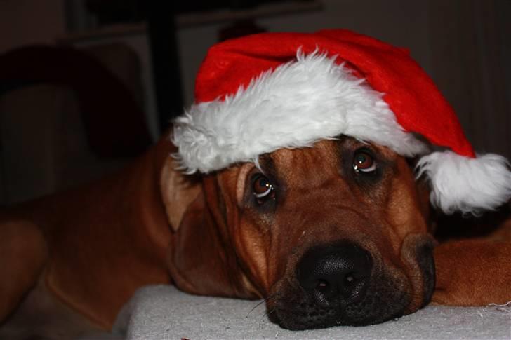 Broholmer Aslan billede 15