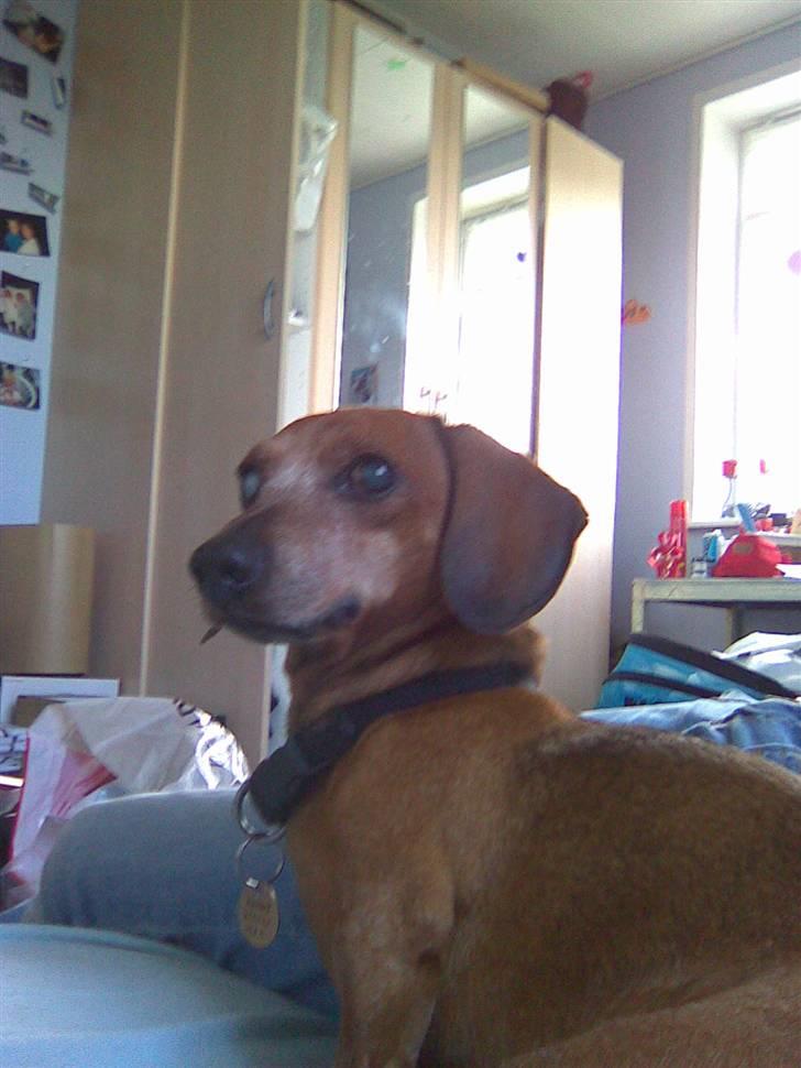 Gravhund Anton(R.I.P lille skat<3) billede 1