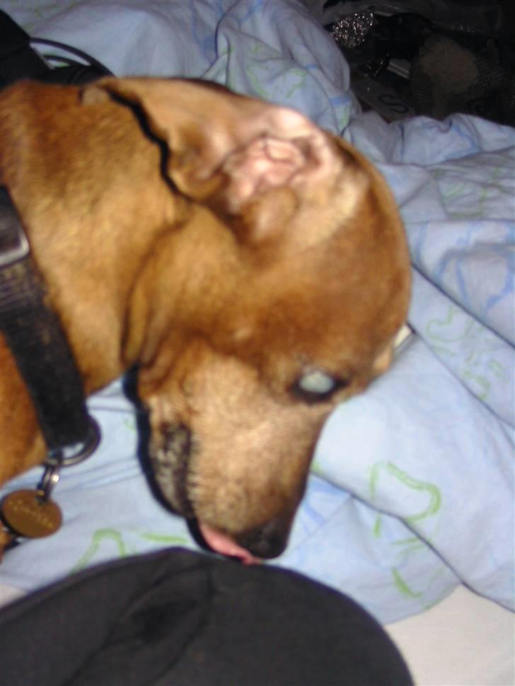 Gravhund Anton(R.I.P lille skat<3) billede 2