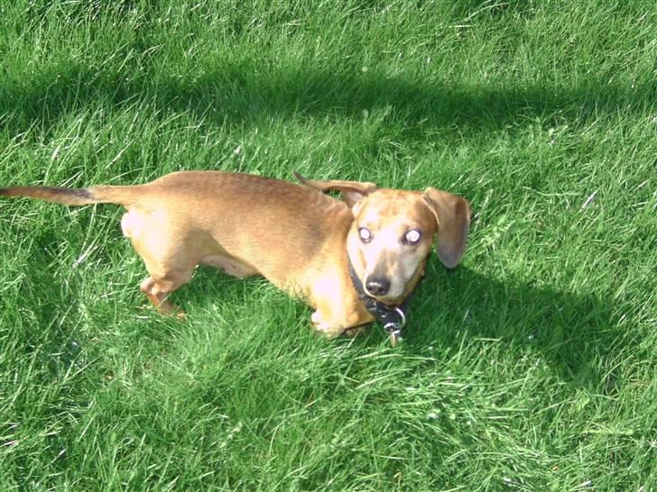 Gravhund Anton(R.I.P lille skat<3) billede 3