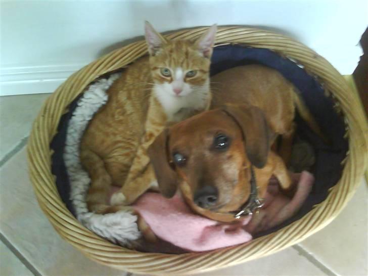 Gravhund Anton(R.I.P lille skat<3) billede 4