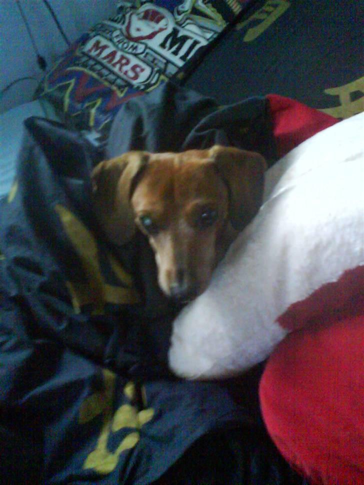 Gravhund Anton(R.I.P lille skat<3) billede 5