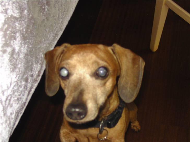 Gravhund Anton(R.I.P lille skat<3) billede 6